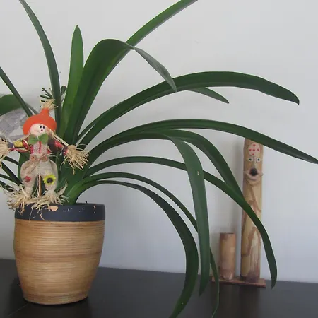 Piso Maraima Con Piscina Y Garaje Acepta Mascotas *